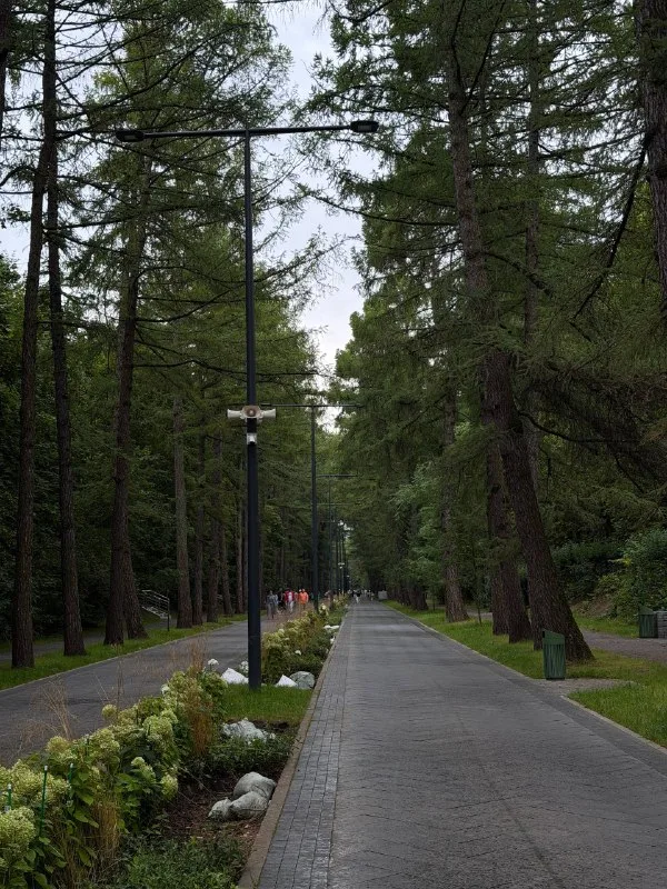 Фото автора: лесная аллея в глубине парка Сокольники